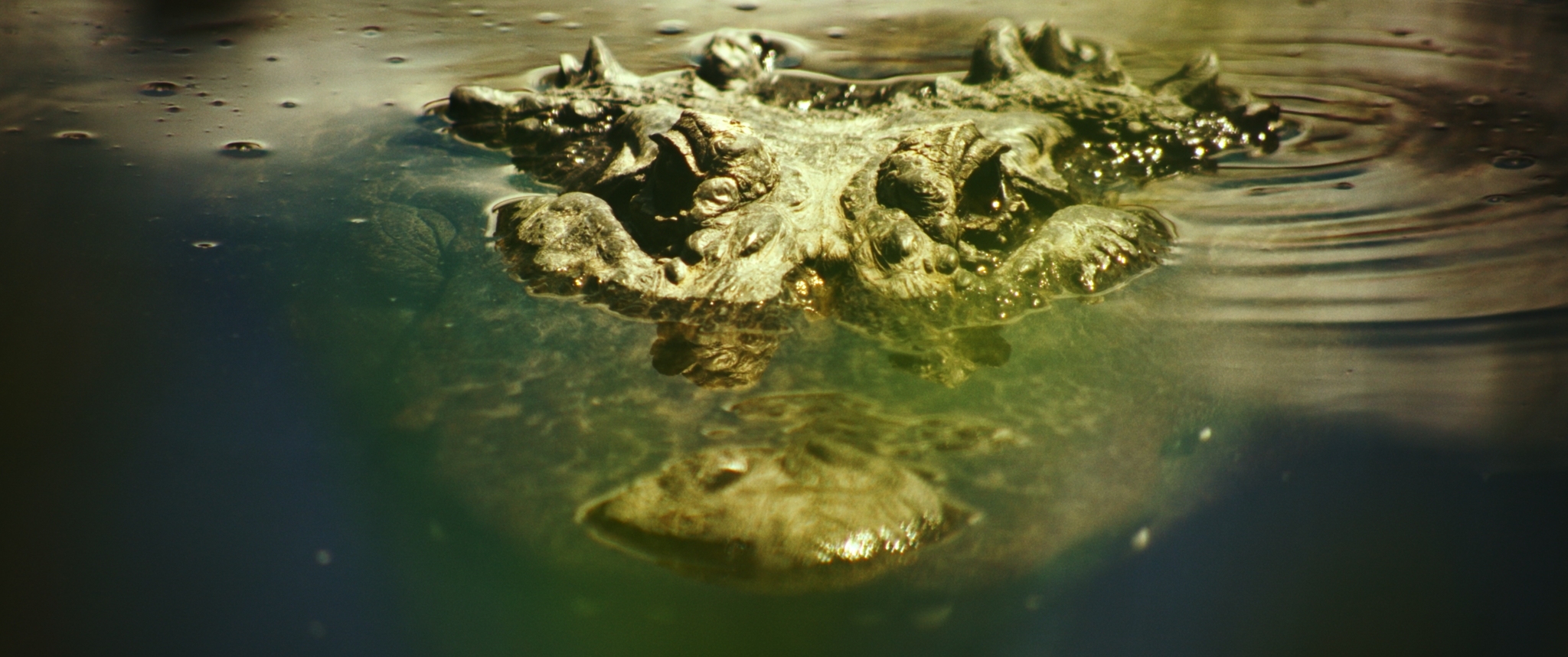 Gatorville still